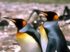 pingouins_003.jpg